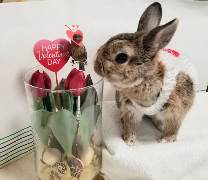 Will You Be My Valentine?