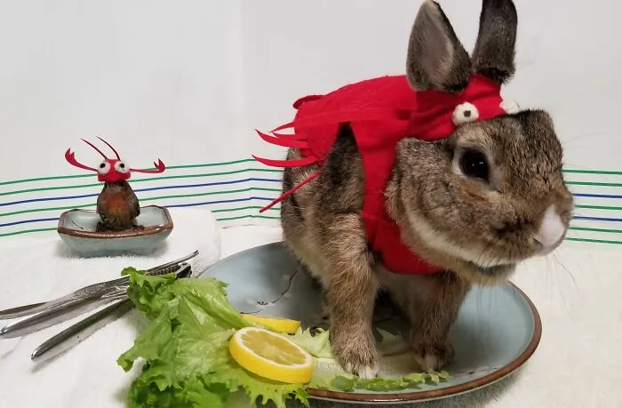 Lobster For Lunch?
