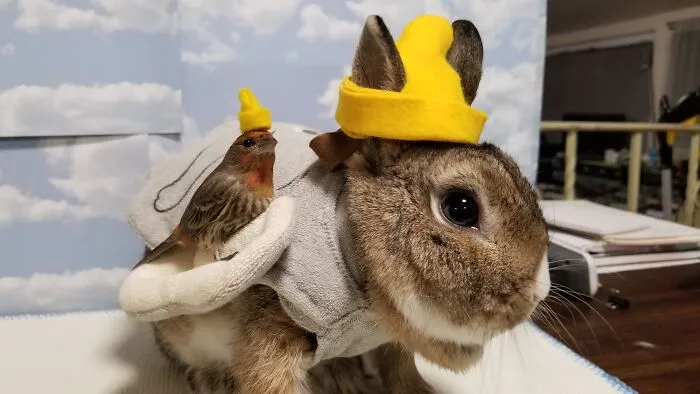Fly High, Dumbo
