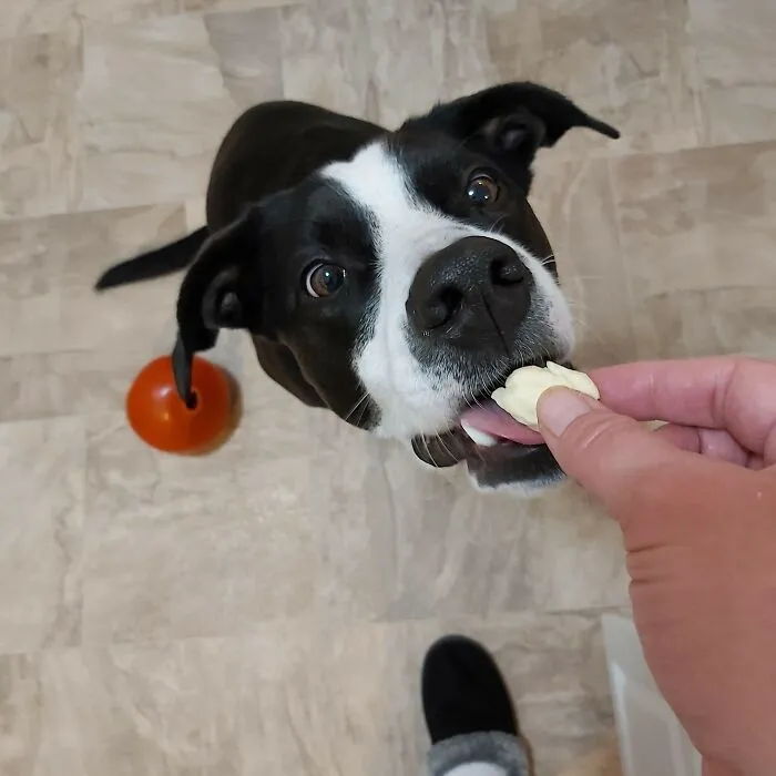 Doyle Loves All The Treats