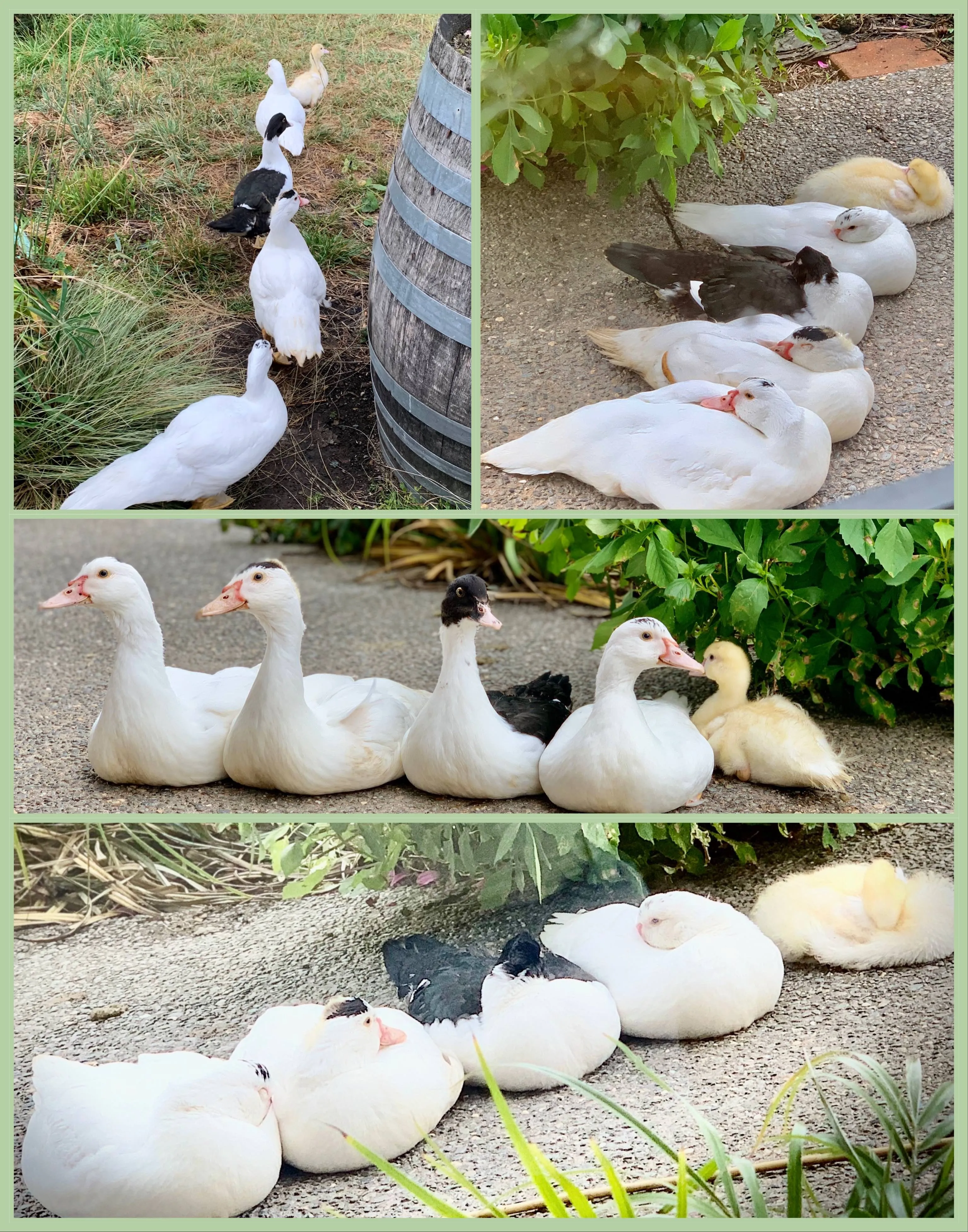 Duck Mama