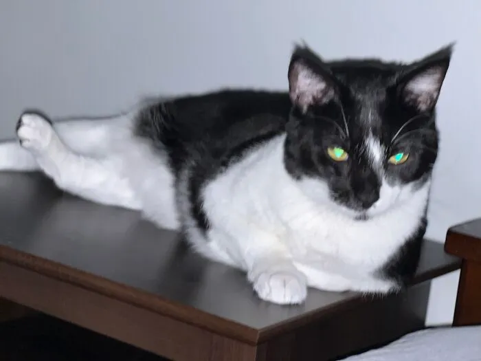 Dominic Just Chillin. His Left Back Leg Is Bent Like That Because It Was Broke And Healed Incorrectly. It Was Like That When We Adopted Him. He Gets Around On It Just Fine.
