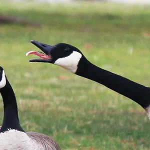 CanadaGoose
