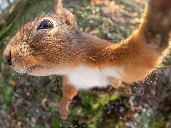 Excuse Me, Mr.
