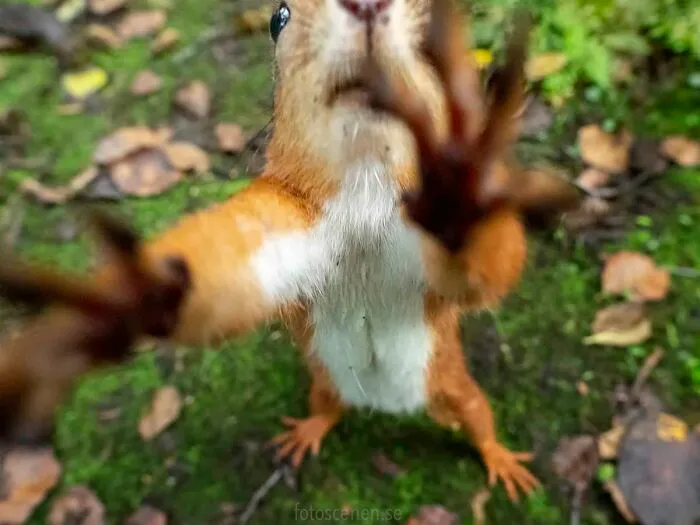 Hey, No Media!