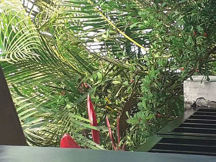 There Is A Bird Called The Chestnut Munia - The Nest Is Right There