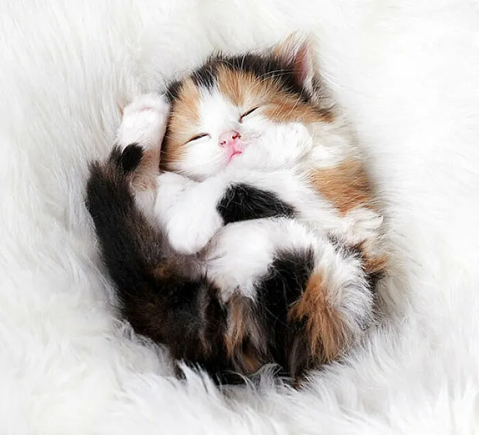 Uhhhh I Don’t Really… Uh… Have A Cat But It’s Making Me Put Something Here So… Idk? This Is Someone On The Internets Cat Not Mine I Have No: