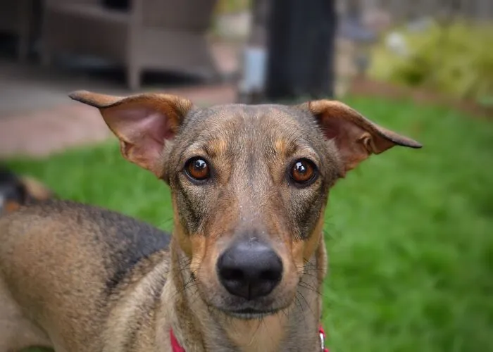 Dulce