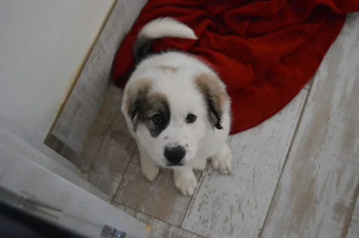 Koda