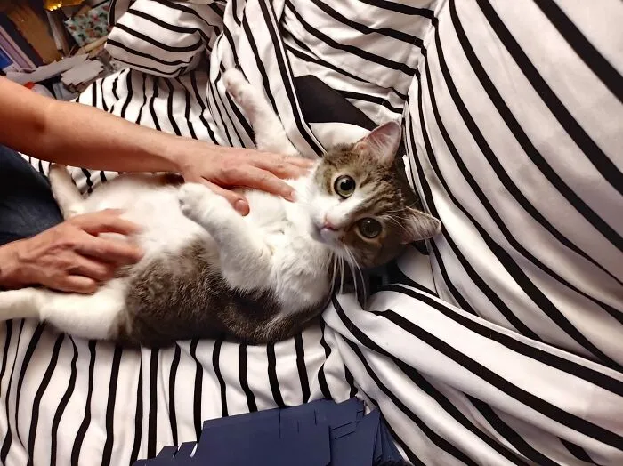 She's Mini, Mini-Beluga To Be Exact. Her Hobbies Are Obviously Kibbles!