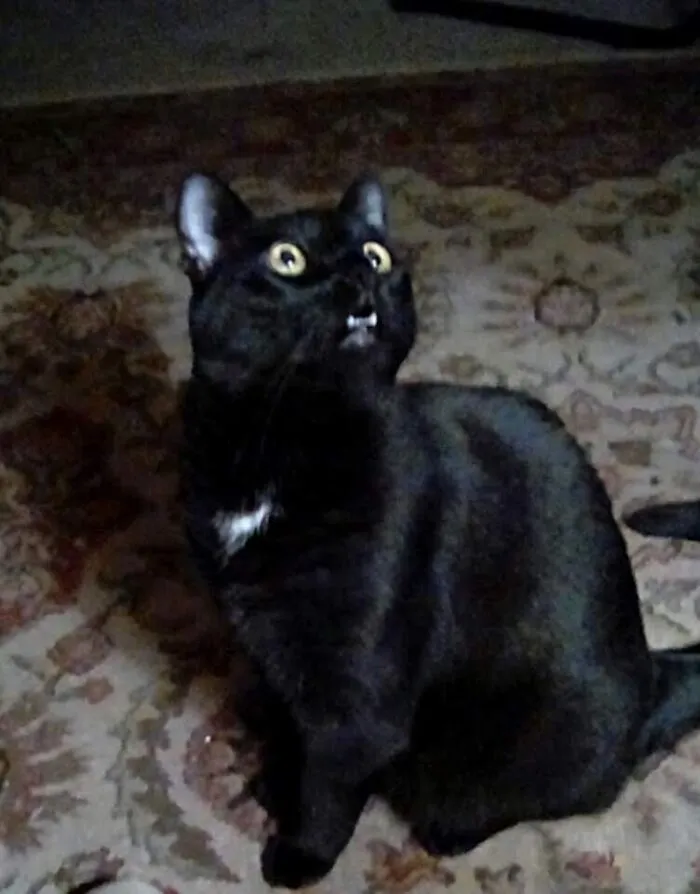 Lynx