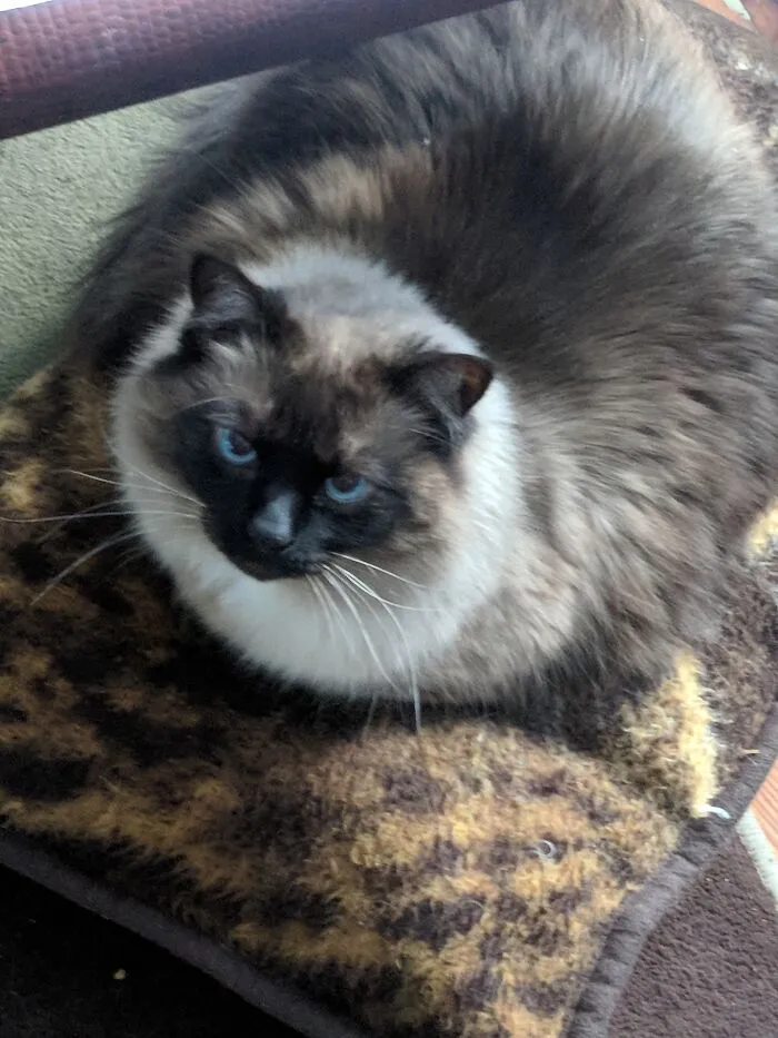 My Precious Mittens.  Miss Her So Much. My Once In A Lifetime Kitty.