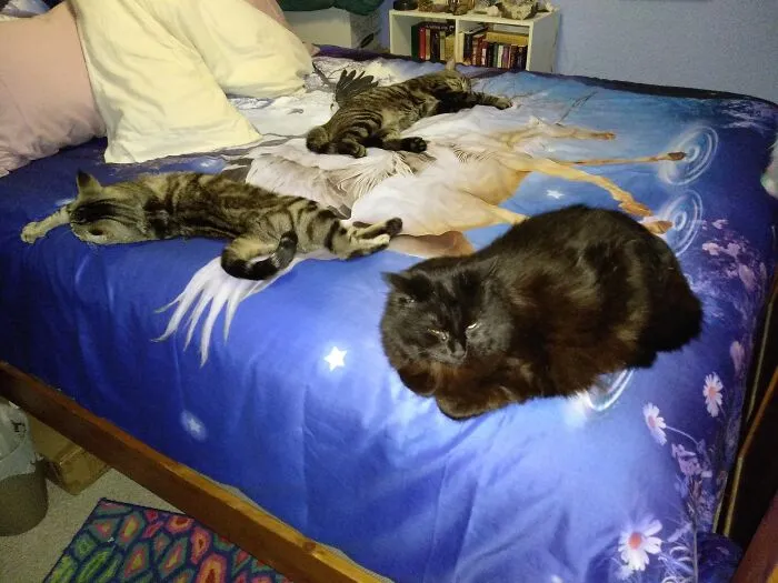 Pretty Much The First - And Only - Time I've Managed To Capture All 3 Kids (Ramses, Mercury, And Aurora) At Once. Two Years Ago.
