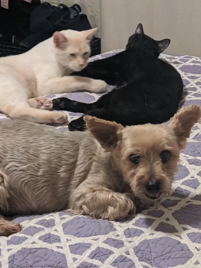 My Kitties Simba (Left), Salem (Right), And Their K9 Brother Skitzo.