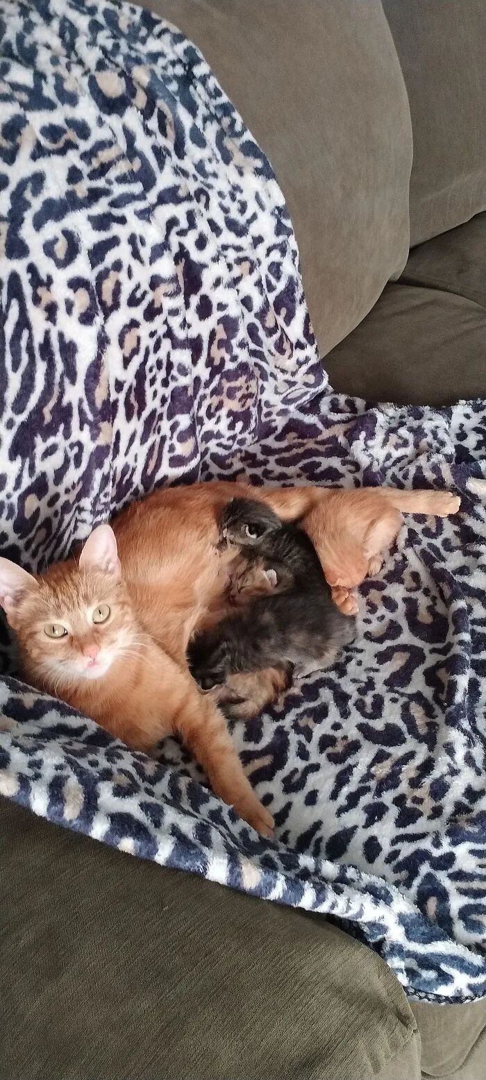 Goldie & That Kidz 🐱🐱🐱🐱