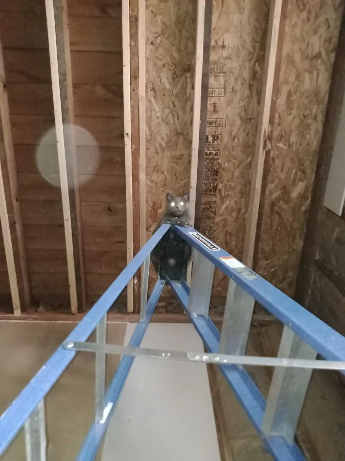 Cobb, The Feline Foreman