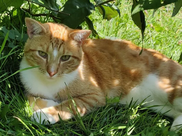 Enjoying The Shade