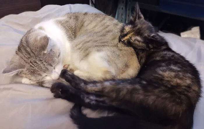 Lulu With Her New Friend Ms. Beasley, Who Has Allowed Lulu To Finally Have The Chance To Act Like A Kitten