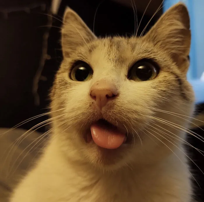 Lulu, She Is 11 Years Old, Lost All Her Teeth Yet Is The Size, And Has The Personality Of A Kitten