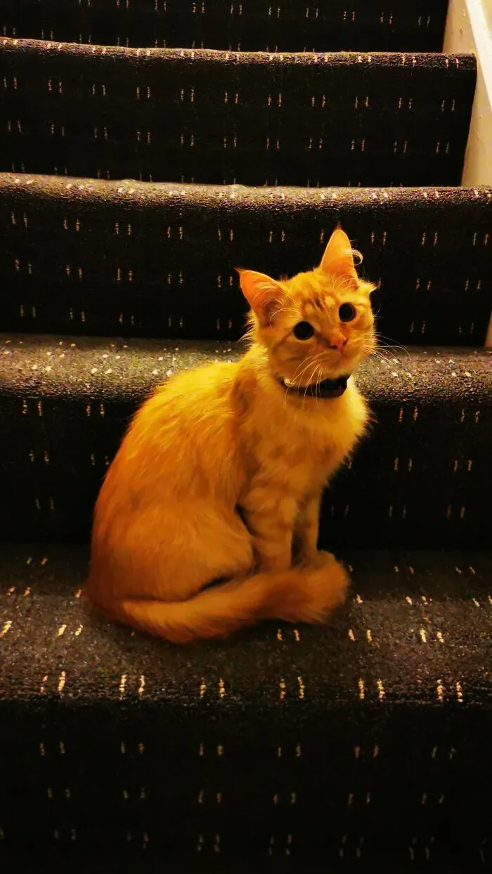 #simba_the_poser