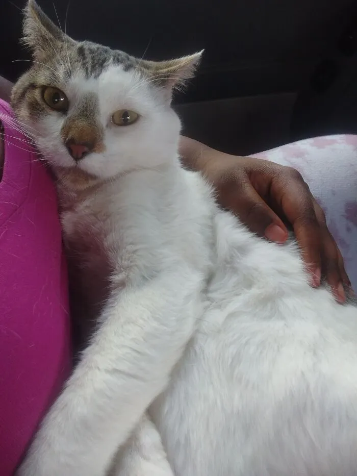 My Cat Oliver.