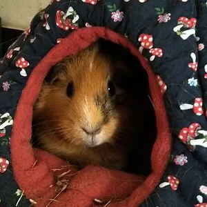 JJ