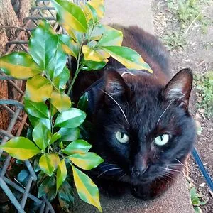 Miss Tinker