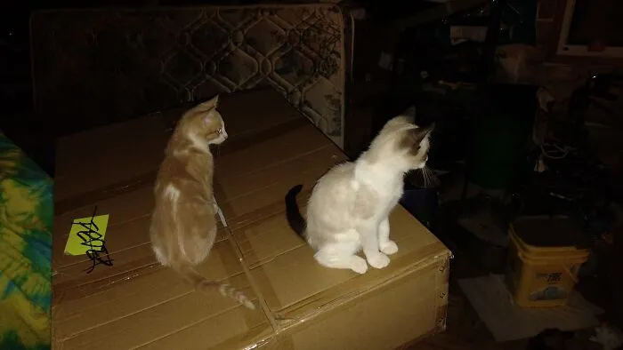 Brother And Sister.