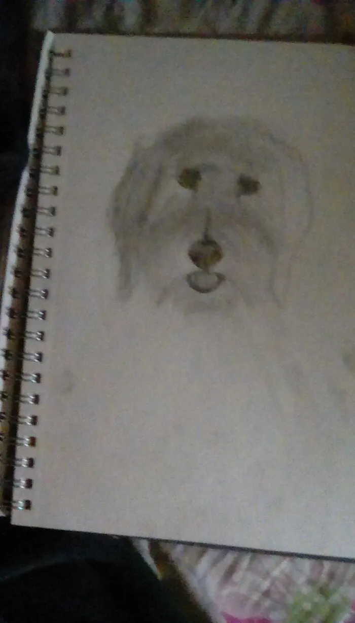 Sorry About The Camera Quality. This Is My Goldendoodle Salty.