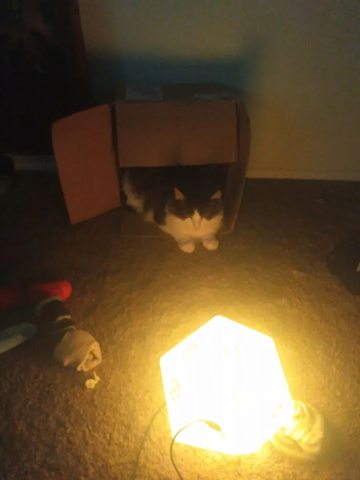 Khajiit Has Wears If You Have Coin