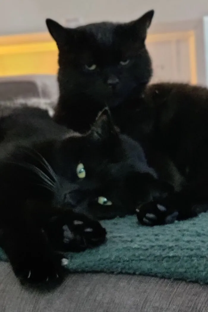 Boobie And Mitzi