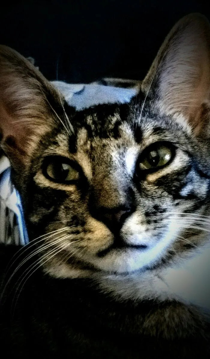 My Grand Cat Soxx😻