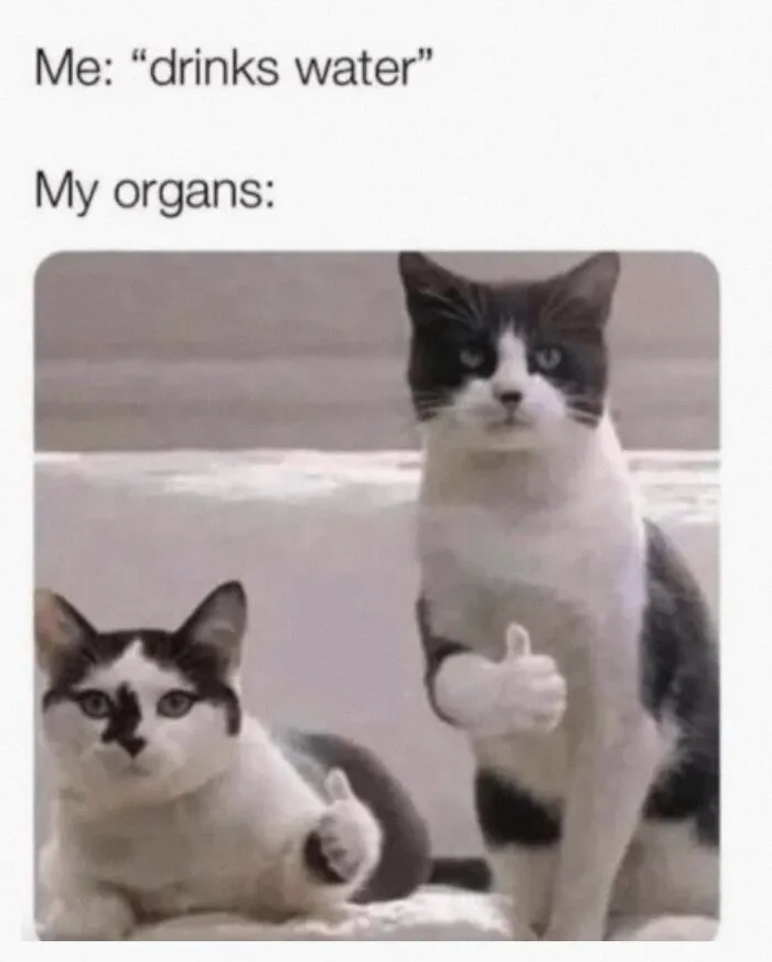 A Meme I Found On Pinterest :) Cat