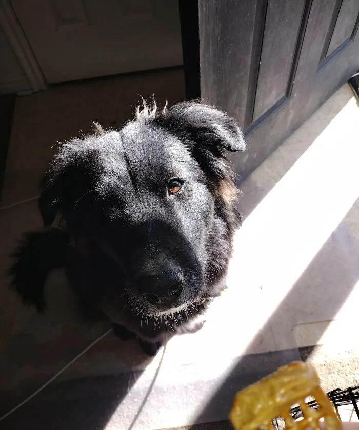 Atlas, Our 11 Mo Border Aussie 