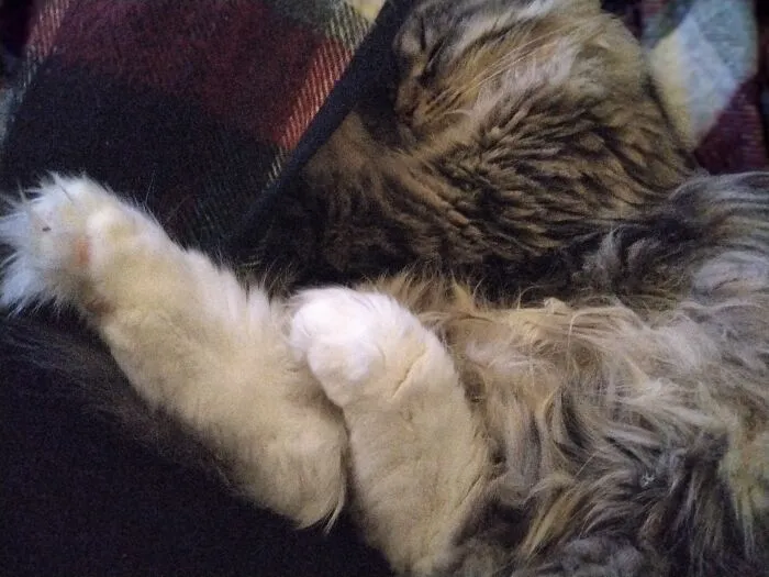 Sleeping Fluff