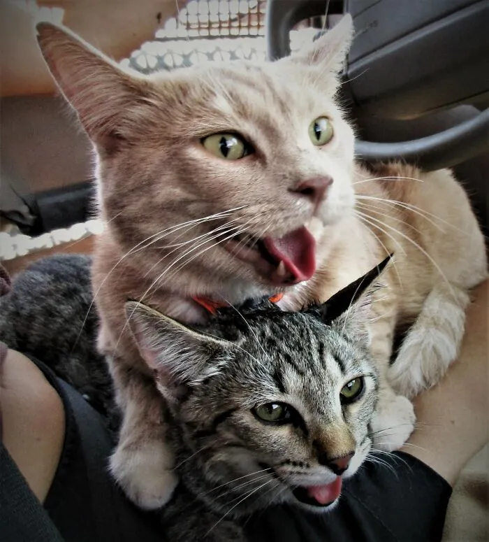 Bffs