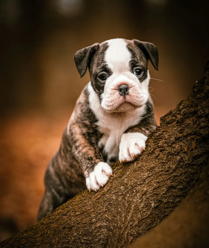Throughout My Career As A Dog Photographer I've Met A Lot Of Wonderful Four-Legged Models, Here Are My Favorite Pictures (30 Pics)