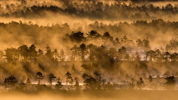 Fog In The Swamp At Sunrise. Kõnnu Suursoo, Estonia.