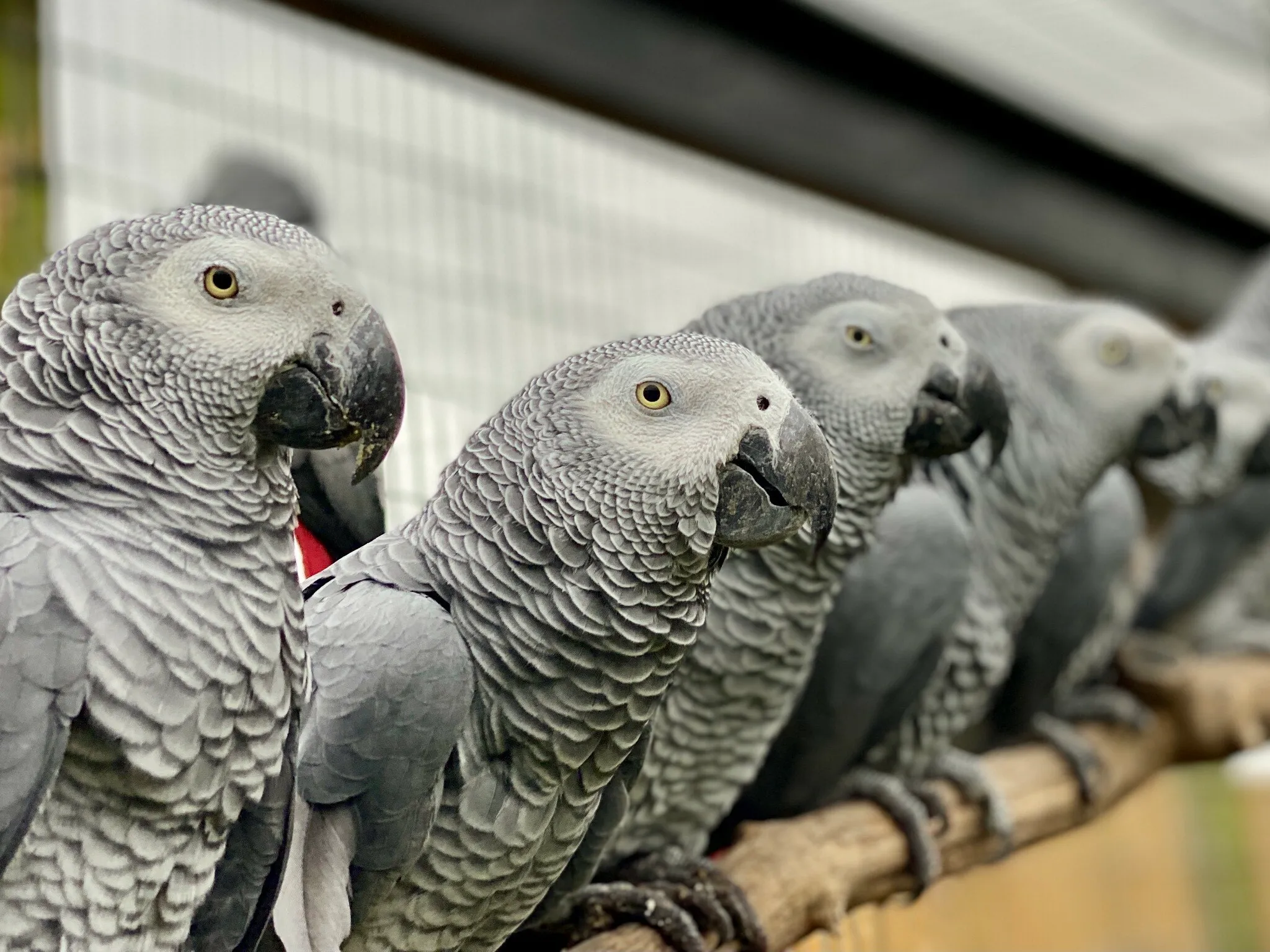 The Famous 5 Swearing Parrots Move To Flocking Great Enclosure.