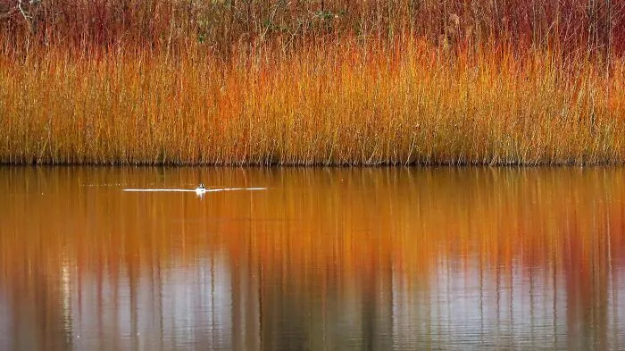 Blakeburn Lagoons Park Delta, Vancouver, Canada
