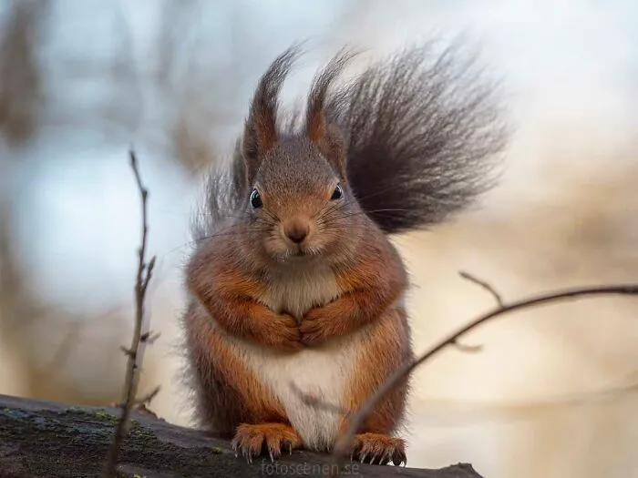 I'm Not Coming Down