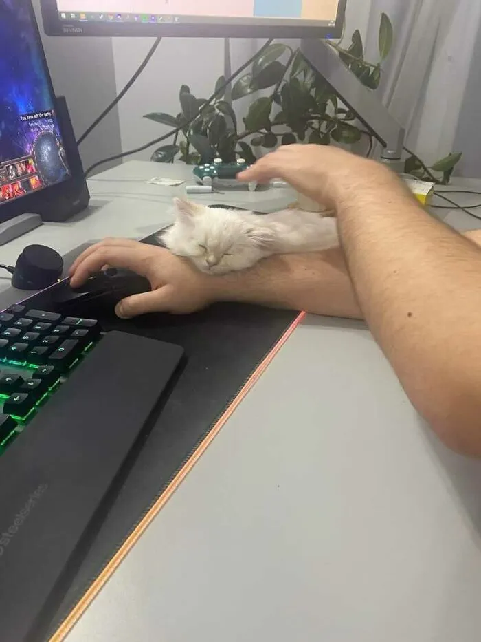I'm On A Humble Quest To Collect Cat Pics From My Friends