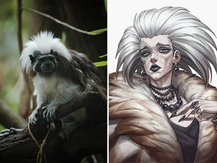Cotton-Top Tamarin