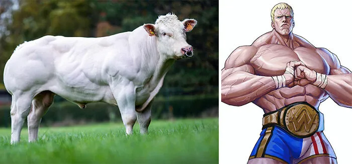 Belgian Blue