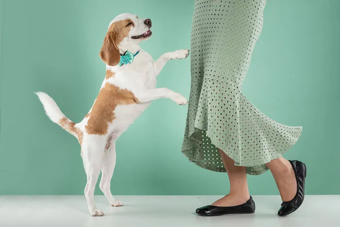 Let's Dance!