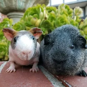 Lumpy &amp; Eeyore