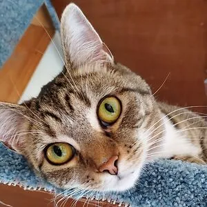 howdylee