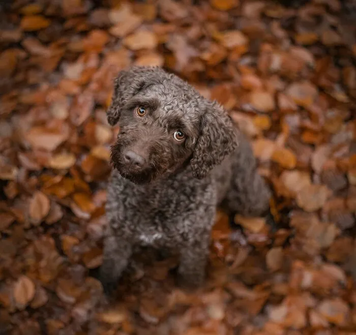 Throughout My Career As A Dog Photographer I've Met A Lot Of Wonderful Four-Legged Models, Here Are My Favorite Pictures (30 Pics)