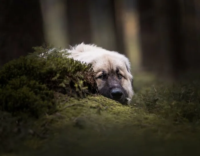 Throughout My Career As A Dog Photographer I've Met A Lot Of Wonderful Four-Legged Models, Here Are My Favorite Pictures (30 Pics)