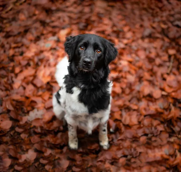 Throughout My Career As A Dog Photographer I've Met A Lot Of Wonderful Four-Legged Models, Here Are My Favorite Pictures (30 Pics)